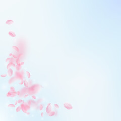 Sakura petals falling down. Romantic pink flowers corner. Flying petals on blue sky square background. Love, romance concept. Sightly wedding invitation.