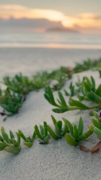 Plantlife on Australian beach at Sunrise