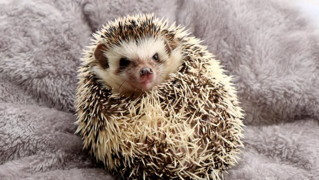 African pygmy hedgehog on fluffy background.Hedgehog portrait. Pets. Female hedgehog. High quality 4k footage