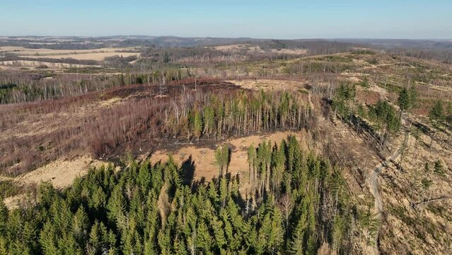 Forest after fire flame drone aerial drought dry black earth ground vegetation wild stand green natural disaster burnt down trees Bark beetle shot pest Ips typographus dead, spruce bast tree Czech