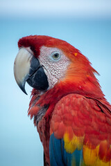 guacamayo