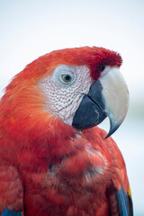 guacamayo