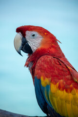 guacamayo