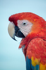 guacamayo