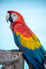 parrot