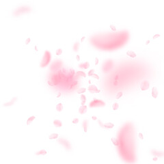 Fototapeta na wymiar Sakura petals falling down. Romantic pink flowers explosion. Flying petals on white square background. Love, romance concept. Exotic wedding invitation.