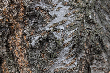 나무 표피의 거친질감 사진과 억새잎의 질감 사진