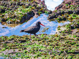 Striding Sooty Oyster Catcher