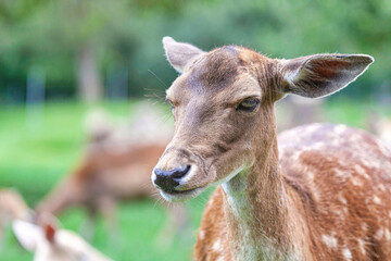 Fototapeta premium Head portrait of a female fallow deer looking grumpy