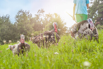 A boy herding free-range turkeys in the summer during sunset outdoors on a meadow