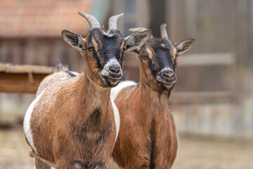 Head portrait of two brown goats outdoors