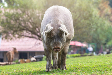 Portrait of a free-range pig on a meadow outdoors
