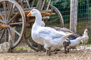 Poultry farming scene: Portrait of a white goose on a paddock outdoors