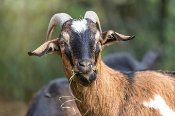 Fototapeta premium Portrait of a cute goat eating hay