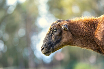 Head portrait of a brown cameroon sheep