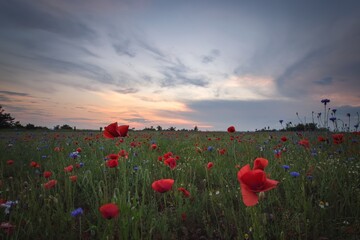 Fototapeta na wymiar Beautiful summer evening landscape. Red poppies among green grasses.
