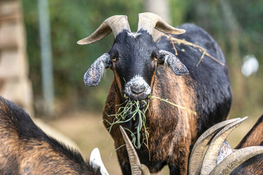 Portrait of a cute goat eating hay