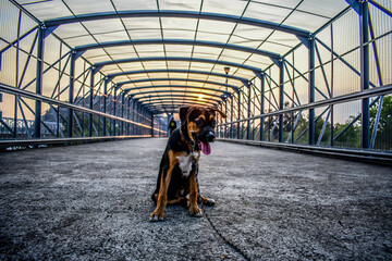 Mascota sentada en medio de un puente peatonal urbano en su paseo diario