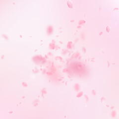 Sakura petals falling down. Romantic pink flowers explosion. Flying petals on pink square background. Love, romance concept. Fancy wedding invitation.