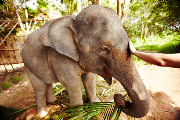 Elephas maxims indices. An eco-tourist reaching out to caress an Asian elephant calf - Thailand.