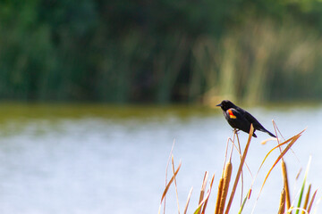 Red-winged Blackbird - Agelaius phoeniceus