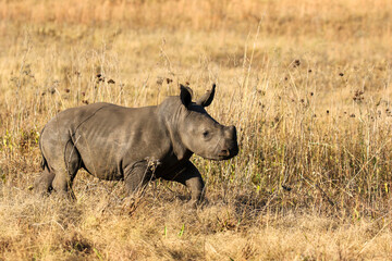 White rhino calf, South Africa
