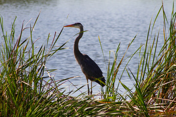 Great Blue Heron - Ardea herodias