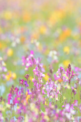 Naklejka premium カラフルなリナリア