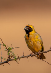 Southern Masked Weaver, Kruger National Park