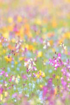 カラフルに咲き誇るリナリア © KsDesign