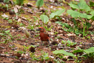 地面に下りた春のイスカのオス