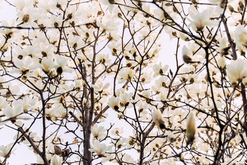 the flower of a magnolia