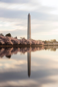 A 60 second exposure of the Tidal Basin in Washington DC smooths out the water and reflection of the Washington Monument and the springtime Cherry Blossoms.
