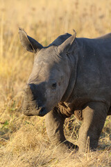 Obraz premium White rhino calf, South Africa