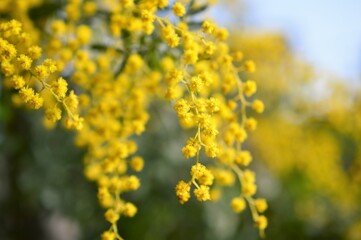 ハナアカシア　ミモザ（アカシア）
