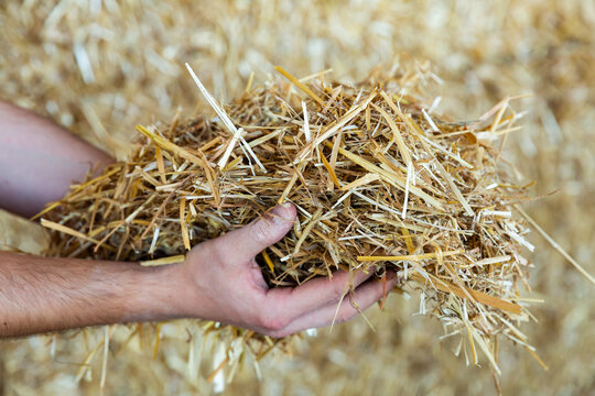 Hands of farmer holding bunch of hay, animal fodder.