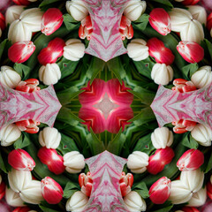 abstract background of flower pattern of a kaleidoscope. pink red green white background fractal...