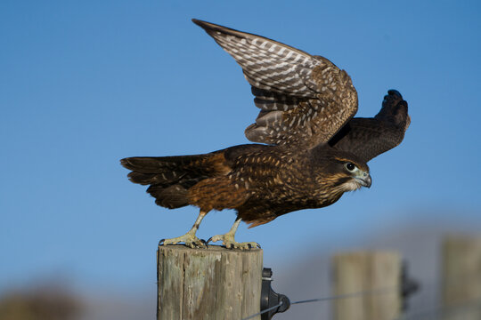 New Zealand Falcon Kārearea landing on fence post native bird of prey in flight
