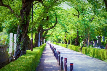 日本の青山霊園