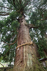 菅原神社の栢野の大スギ