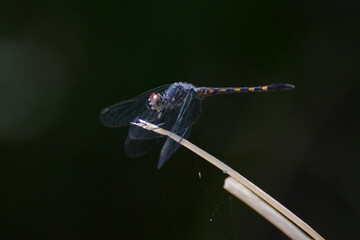 Seaside Dragonlet (Erythrodiplax berenice), portrait of blue dragonfly perched against black...