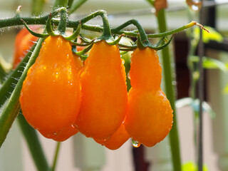 Yellow Pear Tomato Cluster After Rain