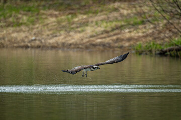 北海道の5月、ミサゴの失敗。