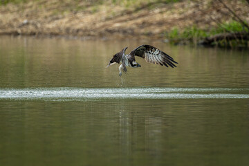 北海道の5月、ミサゴの失敗。