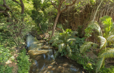 Rainforest Hiking Path with Stream.