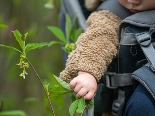 Baby on mother's back reaching for a leaf. Hiking in the Pacific Northwest 