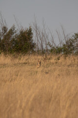 Black-backed Jackal, Kruger National Park