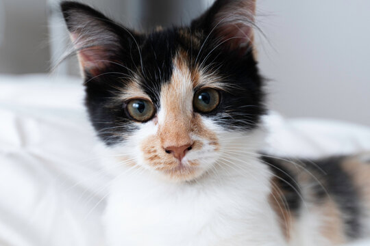 portrait of a cat/kitten