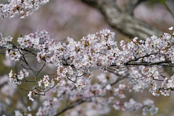 cherry blossom 