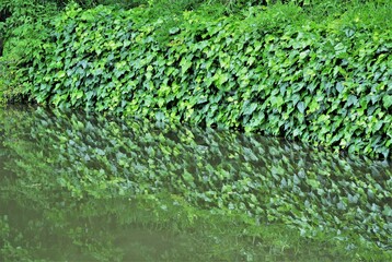 新緑の葉が池に映り込んでいます。